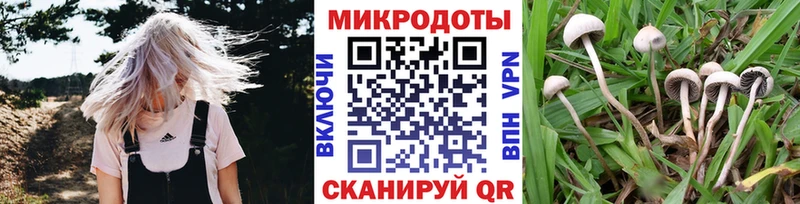 Псилоцибиновые грибы прущие грибы  Салаир 